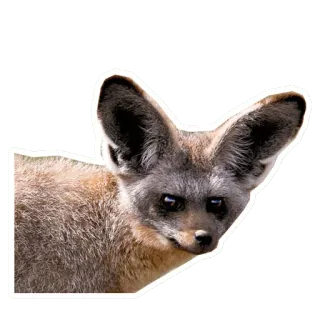 😡 8b75763e Löffelhund, Tier, Wildtier, Säugetier, Fuchs, große Ohren, afrikanische Tierwelt telegram sticker