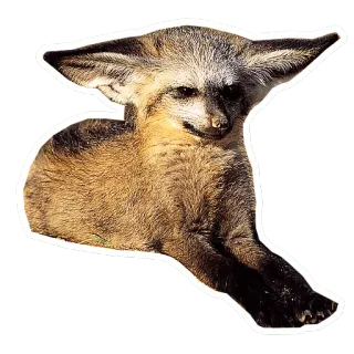 😡 915d9515 Löffelhund, Fuchs, Tier, Wildtier, Säugetier, Ohren, Natur telegram sticker