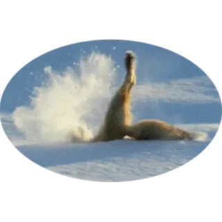 🦊 9701204a Eisbär, Schnee, Tier, Winter, Natur, Wildtier, Kälte, Säugetier telegram sticker