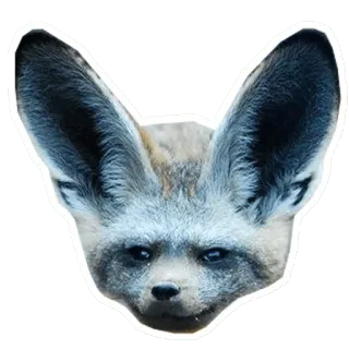 😢 c651b3a1 Wüstenfuchs, Tier, Fuchs, Wildtier, Wüstentier, süß, Ohren, große Ohren telegram sticker