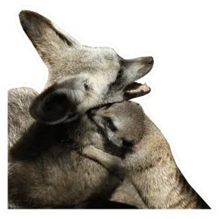 🤘 d81f958c Erdmännchen, Tier, Wildtier, Säugetier, niedlich, Natur telegram sticker