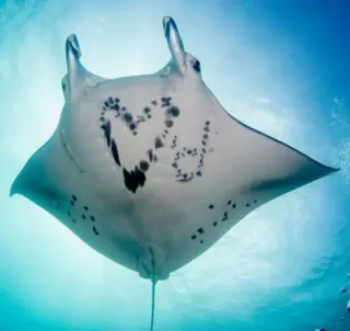 ❤️ 304f9887 raie manta, vie marine, océan, sous-marin, animal marin, faune sauvage, animal telegram sticker