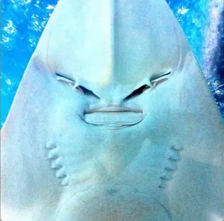 😖 96750835 raie, créature marine, vie océanique, animal marin, aquatique, poisson, faune telegram sticker