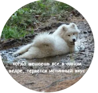 🐶 7cebbf8e когда мешаешь все в одном ведре, теряется истинный вкус anjing, samoyed, lumpur, lucu, meme, hewan telegram sticker