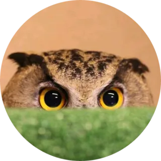 🦉 36d67a0b owl, bird, eyes, nature, animal, wildlife whatsapp sticker