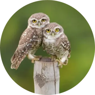 🦉 a1726146 owls, birds, wildlife, nature, animals, cute, eyes whatsapp sticker