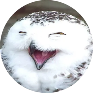 بایقوش telegram stickers