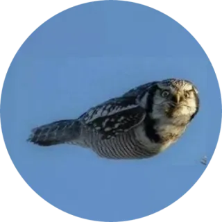 🦉 f3e37010 owl, bird, animal, wildlife, nature, sky whatsapp sticker
