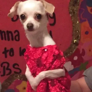 🙁 067c8d6b anjing, chihuahua, hewan peliharaan, hewan, imut, gaun merah, anak anjing whatsapp sticker