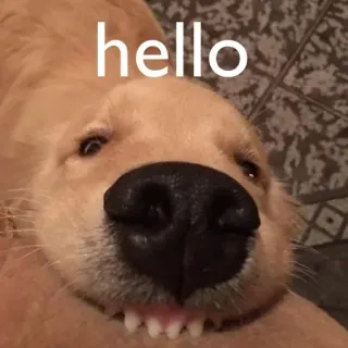 😃 0e68fb28 hello anjing, golden retriever, halo, salam, hewan peliharaan, binatang whatsapp sticker