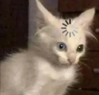 😕 1984cc8c kucing, anak kucing, memuat, berpikir, meme, hewan, hewan peliharaan whatsapp sticker