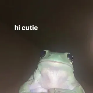 😏 245b9994 hi cutie katak, imut, menggemaskan, binatang, salam, menyenangkan whatsapp sticker