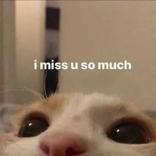 🥺 355023ec i miss u so much kucing, kangen, hewan peliharaan, binatang, imut, meme whatsapp sticker