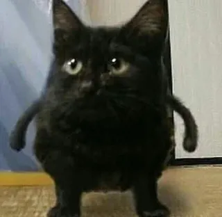 💪 3a5ecc00 kucing, lucu, meme, hewan, imut, anak kucing whatsapp sticker