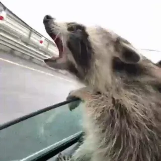 🤯 495f309f rakun, hewan, mobil, jalan, satwa liar whatsapp sticker