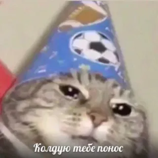 🧚‍♀️ 496b4ec4 Колдую тебе понос kucing, meme, topi pesta, teks rusia whatsapp sticker