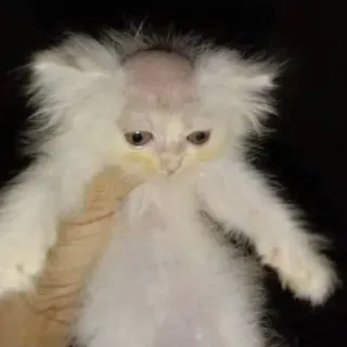 😕 5a4bfd89 kucing, lucu, hewan peliharaan, kucing botak, binatang, imut whatsapp sticker