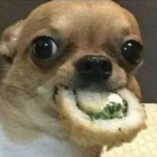 🍣 5ab55d0b anjing, chihuahua, sushi, makanan, imut, hewan, hewan peliharaan whatsapp sticker