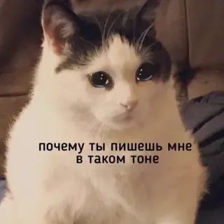 🥺 80646418 почему ты пишешь мне в таком тоне kucing, meme, sedih, menangis, rusia whatsapp sticker