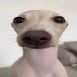 🧐 837d9ea0 anjing, binatang, hewan peliharaan, greyhound, italian greyhound, lucu, potret whatsapp sticker