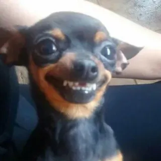 😏 8adee1dd anjing, tersenyum, lucu, hewan peliharaan, hewan, imut whatsapp sticker