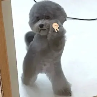 ✌ 91457300 anjing, jari tengah, imut, binatang, lucu, menghina, kasar whatsapp sticker