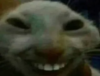 😂 9d6f7019 binatang, kucing, seram, lucu, meme, aneh whatsapp sticker