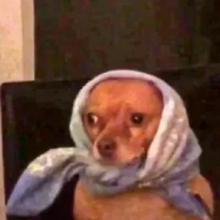 😳 9f31bb06 anjing, chihuahua, binatang, syal, meme, imut whatsapp sticker