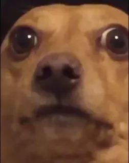 🧐 9fe8887c anjing, chihuahua, hewan, meme, peliharaan, lucu whatsapp sticker