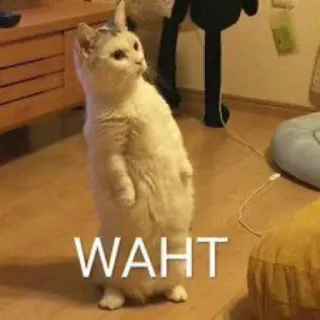 ❓ b317340b WAHT kucing, berdiri, lucu, binatang, meme, waht whatsapp sticker