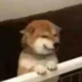 😕 db855546 anjing, shiba inu, smirk, meme, lucu, binatang, hewan peliharaan whatsapp sticker