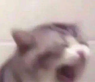 🤬 e0ccc3fd kucing, menguap, hewan, mamalia, hewan peliharaan, kucing domestik whatsapp sticker