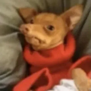 😬 ea0bd154 anjing, chihuahua, hewan peliharaan, binatang, imut, merah, sweter whatsapp sticker