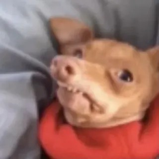 😬 ed4543db anjing, chihuahua, hewan peliharaan, binatang, imut, potret whatsapp sticker