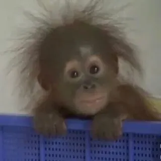 🥺 ee63d0d3 orangutan, bayi hewan, lucu, primata, kera, satwa liar whatsapp sticker