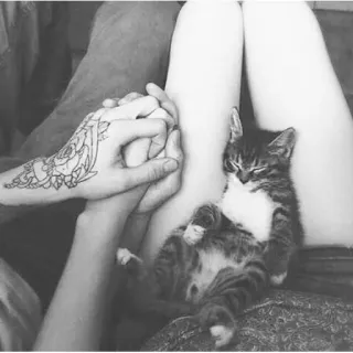 🌫 a434e176 cat, kitten, pet, hands, tattoo, animals, cute telegram sticker