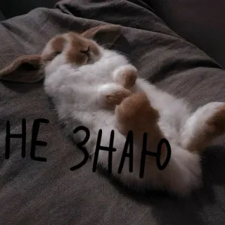 🐰 01999719 НЕ ЗНАЮ 兔子, 兔子, 睡觉, 可爱, 躺着, 文本, 俄语 telegram sticker