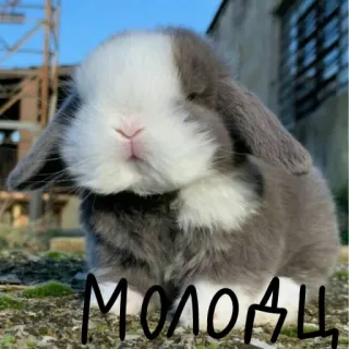 🐰 141e455f Молодец 兔子, 可爱, 小兔子, 动物, 宠物 telegram sticker