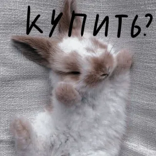 🐰 1d9a6a3c Купить? 兔子, 小兔子, 可爱, 动物, 宠物, 问题, 购买 telegram sticker