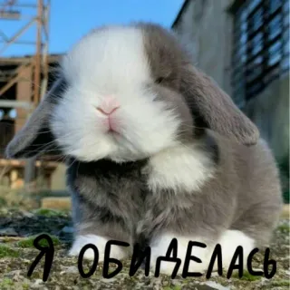 🐰 3dc03fb1 Я обиделась 兔子, 可爱, 动物, 小兔子 telegram sticker