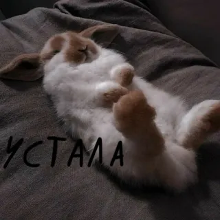 🐰 54c95b7d УСТАЛА 兔子, 兔子, 累, 睡觉, 可爱, 动物, 宠物 telegram sticker