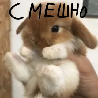 🐰 6ff772bb СМЕШНО 兔子, 搞笑, 可爱, 动物 telegram sticker