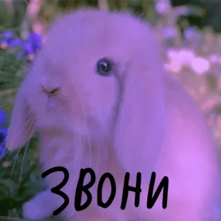 🐰 74420ae4 ЗВОНИ 兔子, 小兔, 通话, 动物, 可爱 telegram sticker