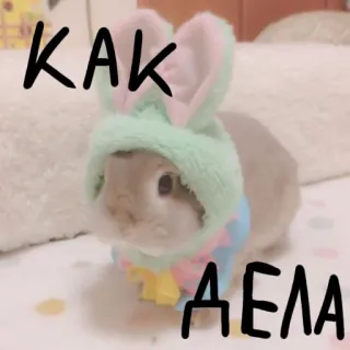 🐰 748ceb3c КАК ДЕЛА 兔子, 兔子, 俄语, 可爱, 动物, 宠物 telegram sticker