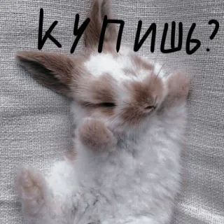 🐰 99bd325b купишь? 兔子, 可爱, 动物, 宠物, 俄语, 文字 telegram sticker
