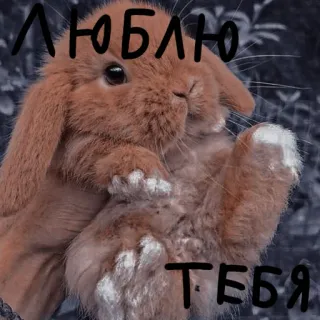 🐰 9c8bc954 ЛЮБЛЮ ТЕБЯ 兔子, 可爱, 动物, 宠物 telegram sticker