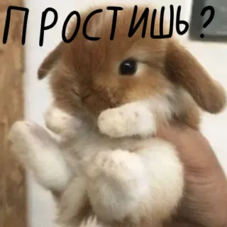 🐰 ac414568 Простишь? 兔子, 可爱, 动物, 原谅, 道歉, 兔兔 telegram sticker