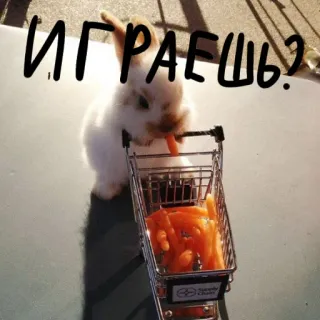 🐰 b19f5e92 ИГРАЕШЬ? 兔子, 小兔子, 胡萝卜, 购物车, 可爱动物, 食物, 玩耍 telegram sticker