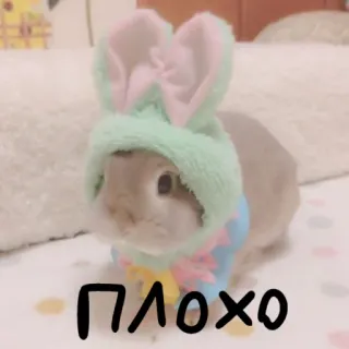 🐰 b32547d1 плохо 兔子, 帽子, 可爱, 俄语, 动物 telegram sticker