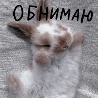 🐰 ffe6ebca ОБНИМАЮ 兔子, 困, 可爱, 问候, 动物, 兔子, 萌 telegram sticker